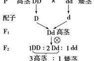 黄喉龟生长繁衍指南