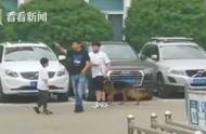 惊人！54只淘汰警犬半天售罄，新主人：超预算也值！