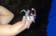 惊艳！鱼缸里的恶魔蟹风采