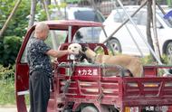 这条街上的狗市，周末热闹非凡！