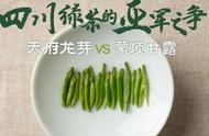 川茶亚军之争：蒙顶甘露与天府龙芽的内部交流赛精彩回顾