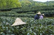 探索浙江省的顶级茶叶：一次全面的名茶盘点