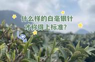 白毫银针被指假冒白牡丹？小叶片成关键证据！