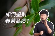 13年老茶人的春茶鉴别全攻略，让你轻松掌握真品春茶！