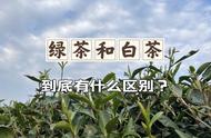 新手必读：清晰理解绿茶和白茶的差异