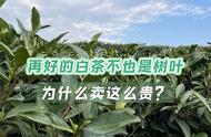 同样是树叶，为何3000元一斤的白茶与30元一斤的白茶有差别？