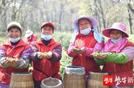 「视频」今日南京钟山雨花茶开采，春分节气采茶忙