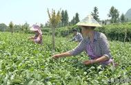 筠连：大山里的夏茶采摘季，茶农辛勤劳作