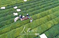 江西泰和：夏日里的茶香四溢