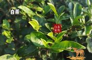 白茶入门指南：了解白茶的本质，是树种还是工艺？分类有哪些？