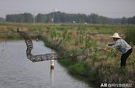 你知道地笼里放什么诱饵效果最好吗？别再费力寻找，这六种诱饵就在眼前。