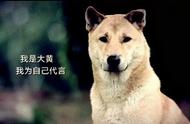 不输外国狗：中华田园犬七大经典款简介