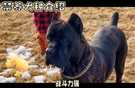 禁养犬种揭秘：藏獒犬的全面介绍