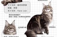 如何成为缅因猫的合格主人？新手养猫全攻略