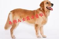 中华田园犬（土狗）是否属于烈性犬？养狗须知