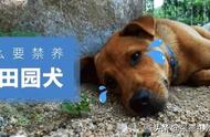 禁养“中华田园犬”：真相大白，你了解吗？