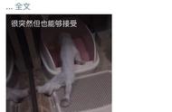 折耳猫的可爱背后，隐藏着什么？