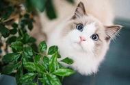 想养猫？千万别买这6种猫，否则后悔莫及！