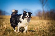 都说边境牧羊犬难养，其实它有这些优点！