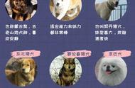 中国田园犬品种大揭秘