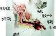 为何狗狗的耳朵特别容易成为细菌、真菌和寄生虫的目标？