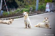 数据视角下的中华田园犬：性格特征、品种标准及养护挑战