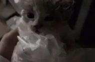 从脏兮兮的小猫到美艳动人的布偶猫，我的养宠之路