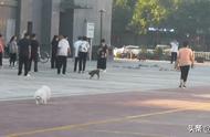 聊城官方公布大型犬只禁养标准及名单