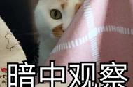 猫咪饲养攻略：省钱又省心的几种品种，宠物店老板未必透露