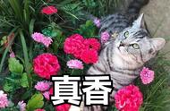 猫咪的香水秘密：这些品种即使不洗澡也很香