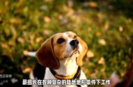 巴吉度犬：你需要知道的小知识