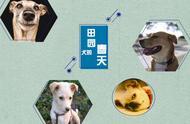 一份关于中华田园犬的全面简历，敬请查阅