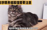 如何正确喂养你的缅因猫？