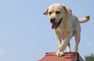 拉布拉多犬养护指南：让爱犬茁壮成长