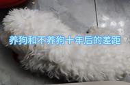 养比熊犬十年后，你的生活会有何变化？