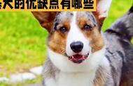 柯基犬：小巧玲珑的宠物明星