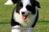 了解边境牧羊犬：优点与性格分析