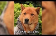 探索中华田园犬：了解我们身边的这个品种