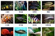 探索海洋生物：你认识多少种观赏鱼？