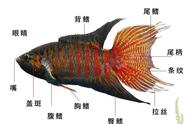 〖中国斗鱼〗国斗饲养秘籍：打造健康快乐的斗鱼生活