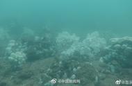 海水温度上升，北部湾珊瑚面临白化死亡威胁