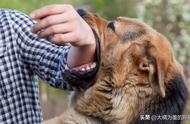 容易亲近的六种犬种，性格温顺，不占家中太多空间