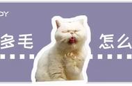 猫咪掉毛现象：探究背后的因素