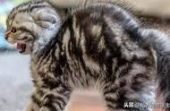 初次养猫指南：确保你的幼猫远离疾病