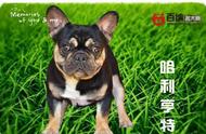 探寻大连红运犬舍：英姿勃勃，名犬翘楚