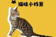 豹猫：猫界中的“行走的人民币