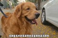 金毛犬纯种鉴别全攻略