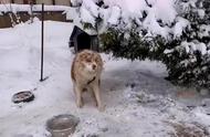 边牧雪地坚守，三年等待换不回主人归来