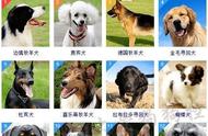 探索狗类王国：主流品种图片全集，一次看遍各类犬种