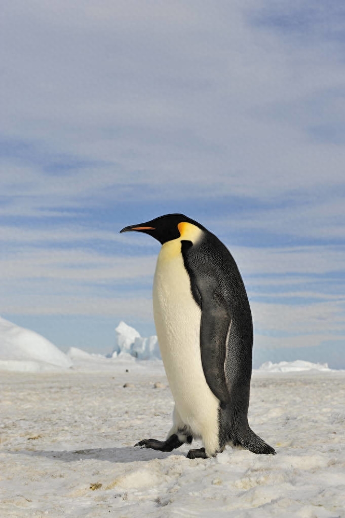 帝企鹅（Aptenodytes forsteri）